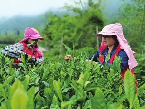  诗经中描绘的野趣，湖南黄金人在这个曾经的贫困村实现了